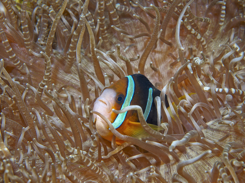 Anemone Fish, Monkey Beach
